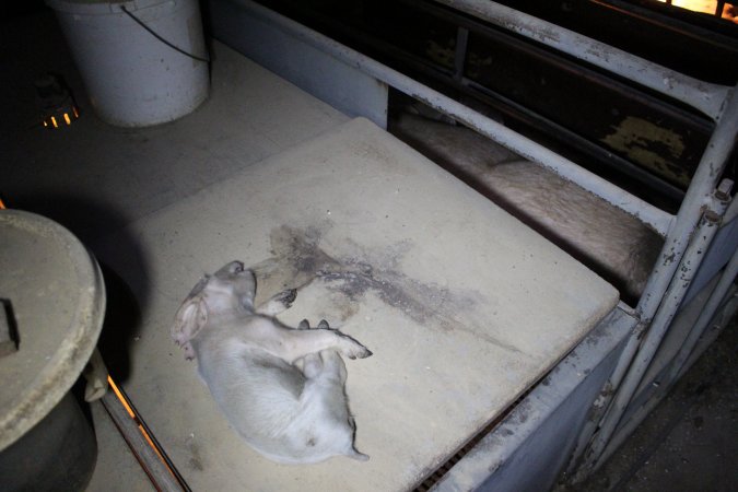 Dead piglet on top of farrowing crate