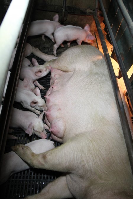 Farrowing crates at CEFN Breeder Piggery QLD