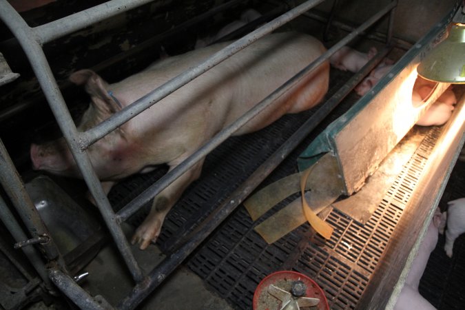 Farrowing crates at CEFN Breeder Piggery QLD