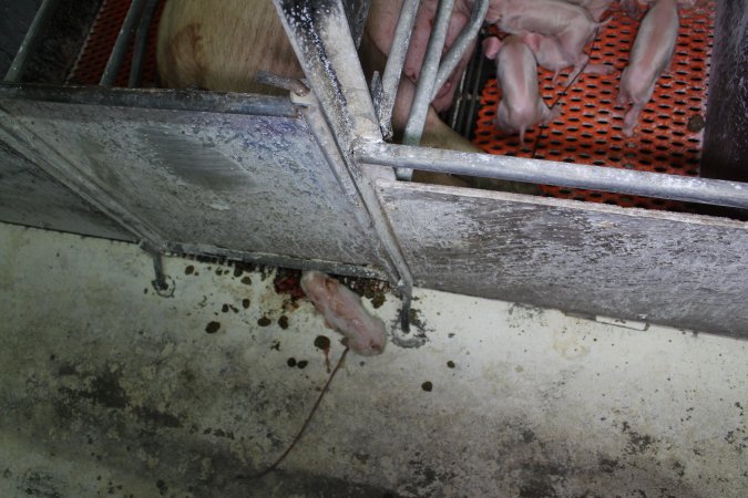 Newborn piglet in aisle of farrowing shed