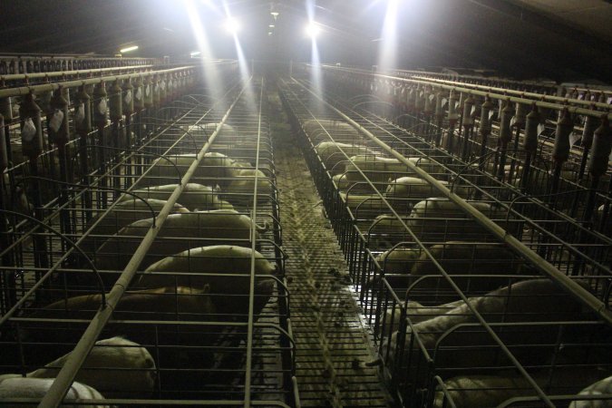 Wide view of huge sow stall shed