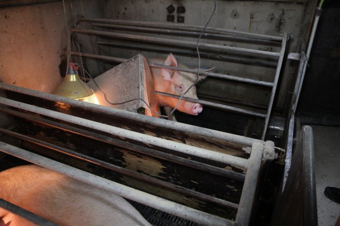 Farrowing crates at CEFN Breeder Piggery QLD