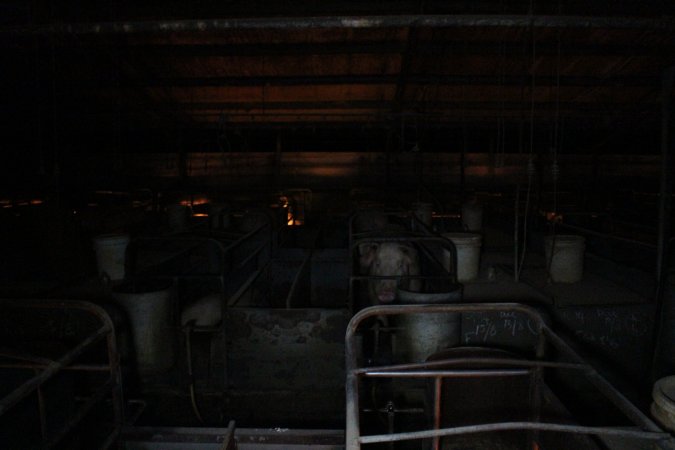 Farrowing crates at Culcairn Piggery NSW