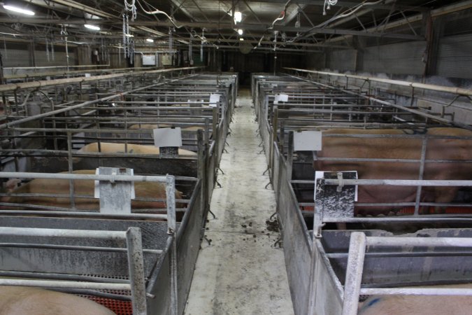 Looking down aisle of farrowing shed