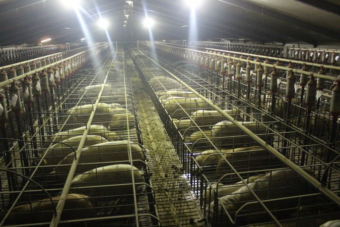 Wide view of huge sow stall shed