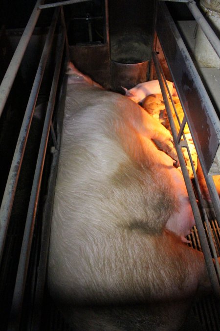 Farrowing crates at Culcairn Piggery NSW