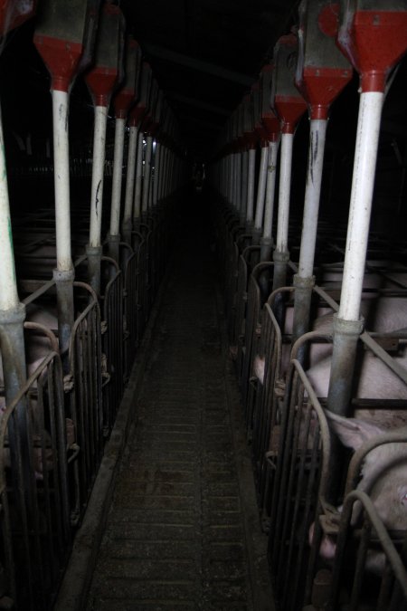 Sow stalls at CEFN Breeder Piggery QLD