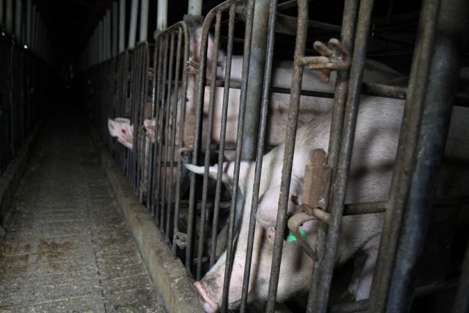 Sow stalls at CEFN Breeder Piggery QLD