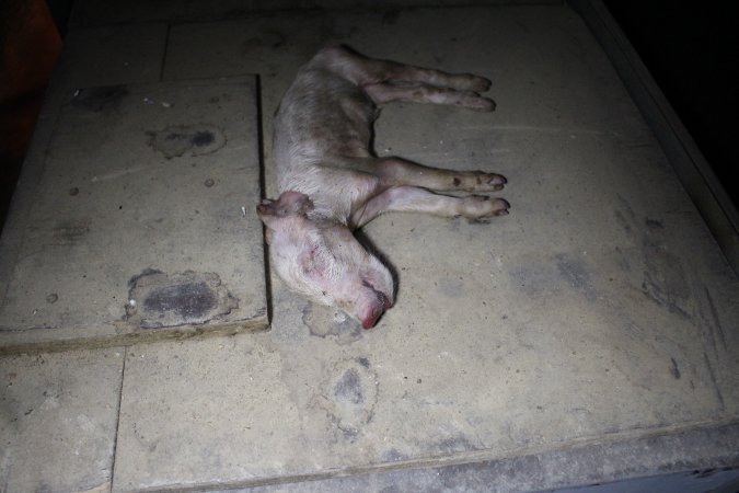 Dead piglet on top of farrowing crate