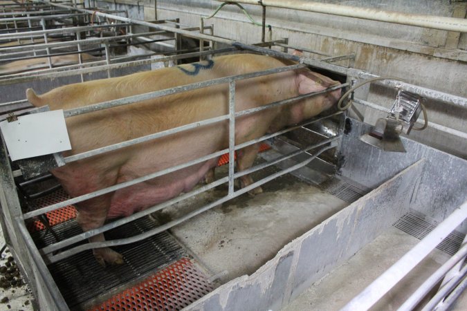 Farrowing crates at Corowa Piggery NSW