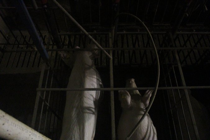 Sow stalls from above