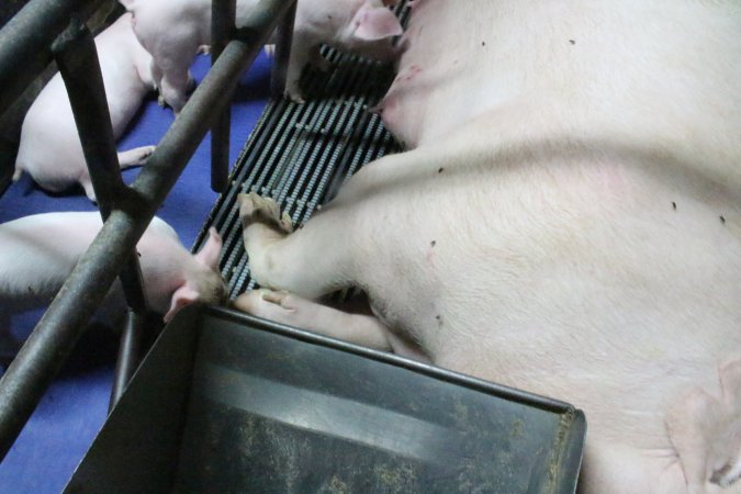 Farrowing crates at Bungowannah Piggery NSW