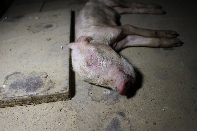 Dead piglet on top of farrowing crate