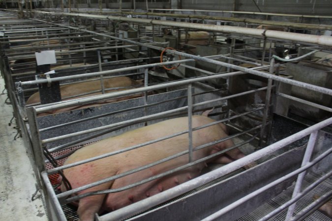 Farrowing crates at Corowa Piggery NSW