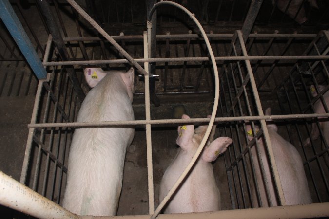 Sow stalls from above