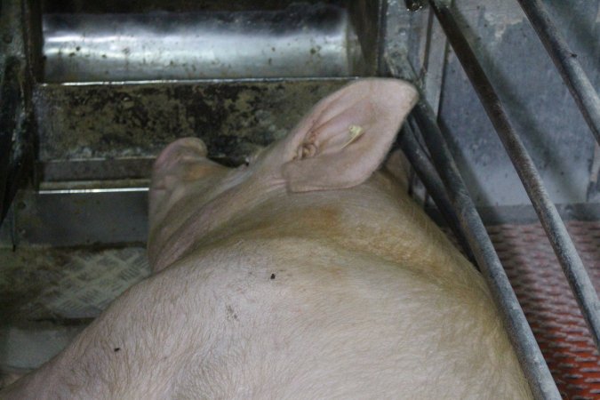 Farrowing crates at Corowa Piggery NSW