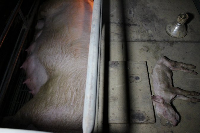 Dead piglet on top of farrowing crate