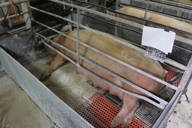 Farrowing crates at Corowa Piggery NSW