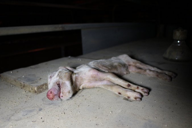 Dead piglet on top of farrowing crate