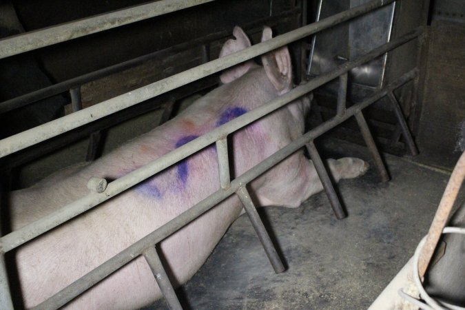 Farrowing crates at Deni Piggery NSW