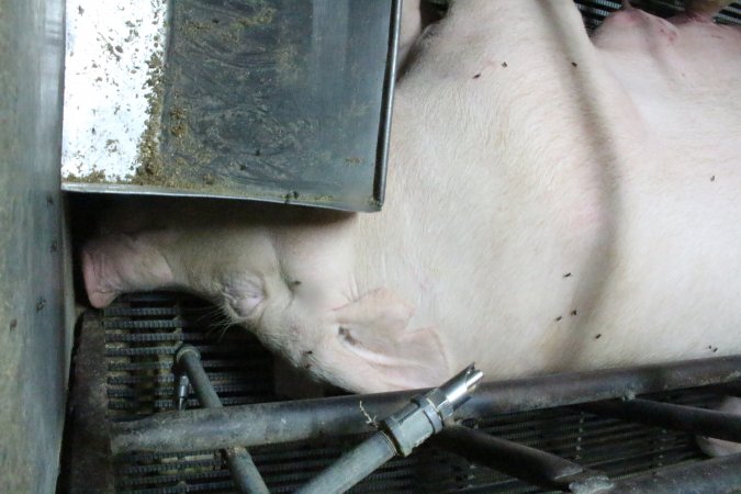 Farrowing crates at Bungowannah Piggery NSW
