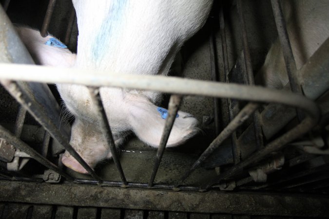 Sow stalls at CEFN Breeder Piggery QLD