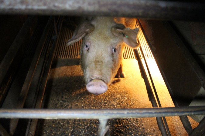 Farrowing crates at Culcairn Piggery NSW