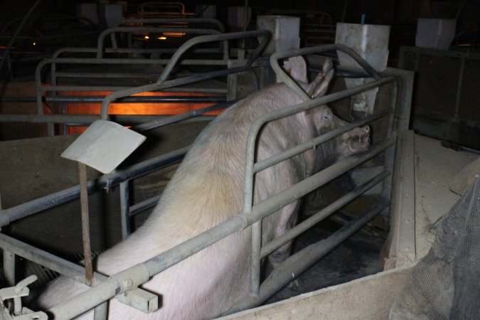 Farrowing crates at Deni Piggery NSW