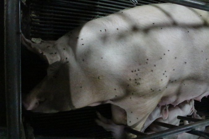 Farrowing crates at Bungowannah Piggery NSW