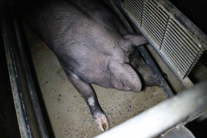 Farrowing crates at Wellington Piggery SA