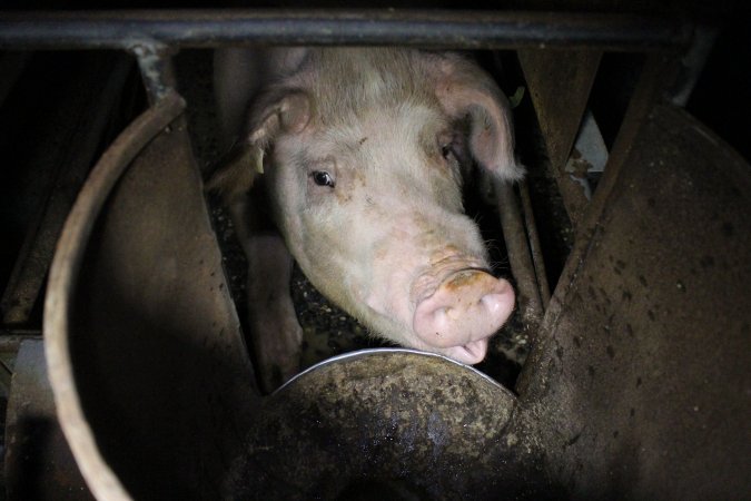 Farrowing crates at Culcairn Piggery NSW