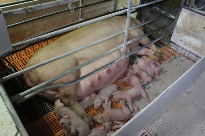 Farrowing crates at Corowa Piggery NSW