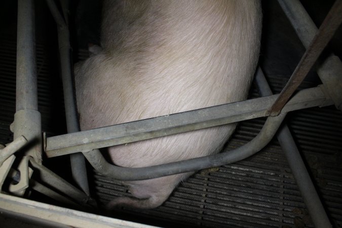 Farrowing crates at Deni Piggery NSW