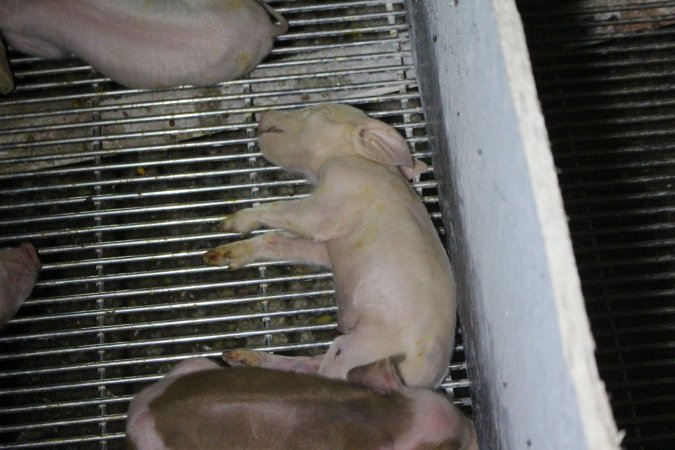 Dead piglet in farrowing crate