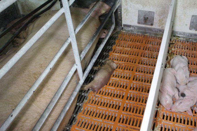 Dead piglet in farrowing crate