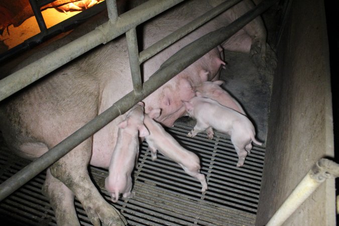 Farrowing crates at Deni Piggery NSW