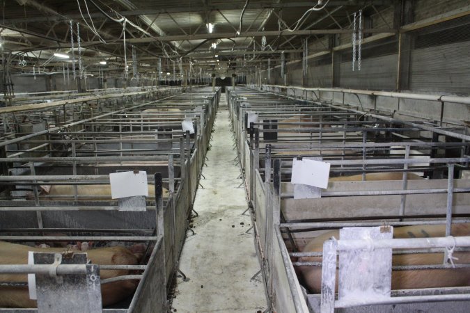 Looking down aisle of farrowing shed