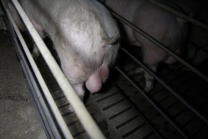 Boars in boar stalls