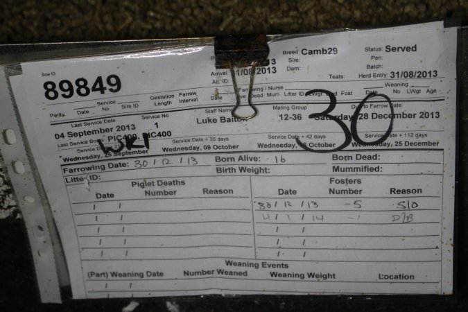Farrowing record