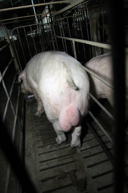 Boars in boar stalls