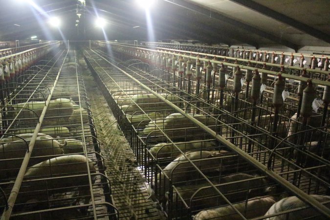 Wide view of huge sow stall shed