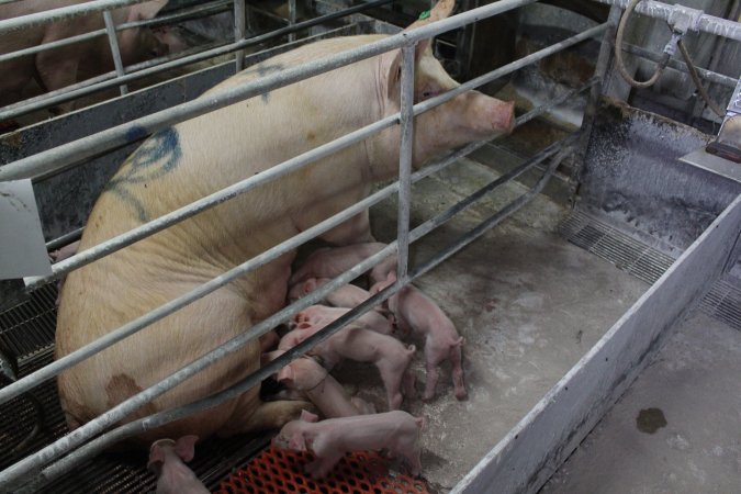 Farrowing crates at Corowa Piggery NSW