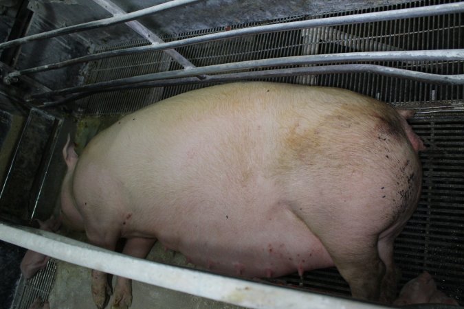 Farrowing crates at Corowa Piggery NSW