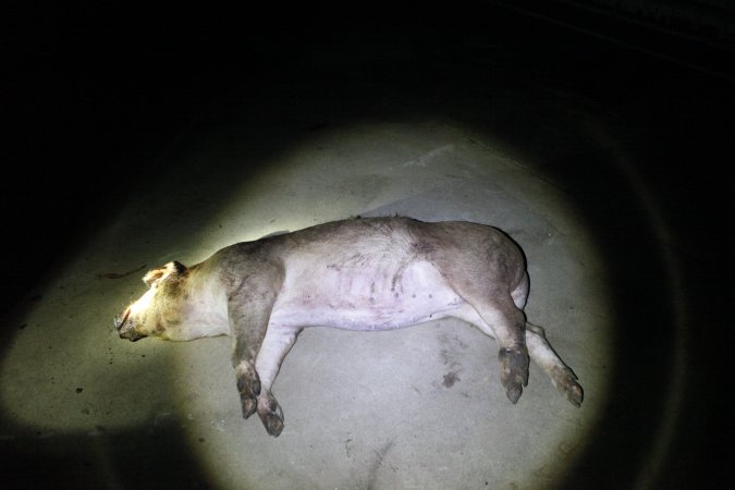 Dead grower pig outside