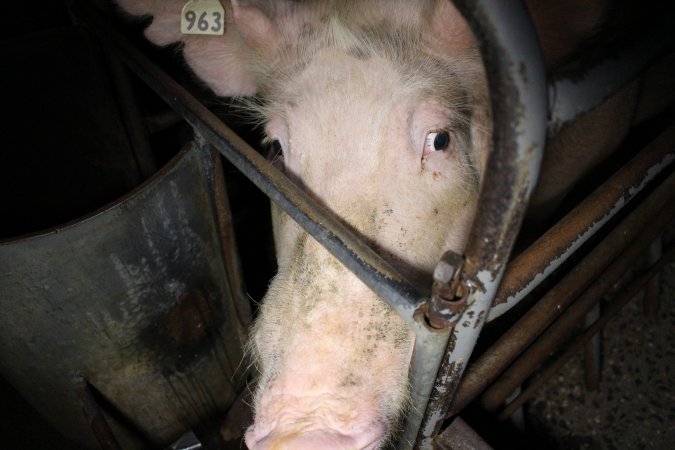 Farrowing crates at Culcairn Piggery NSW