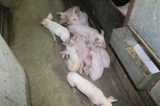 Farrowing crates at Bungowannah Piggery NSW