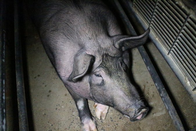 Farrowing crates at Wellington Piggery SA