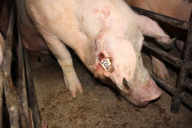 Sow with bloody ear tag injuries