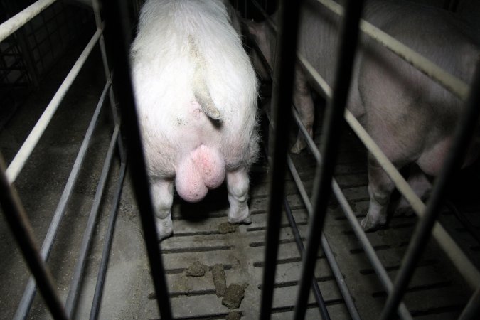 Boars in boar stalls