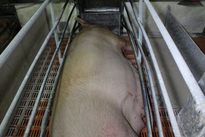 Farrowing crates at Corowa Piggery NSW